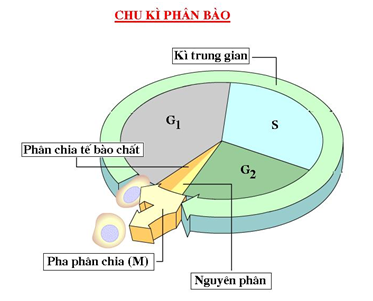 Gợi Ý Top 22 chu kì tế bào gồm những giai đoạn nào Quá Ok Luôn Cosy